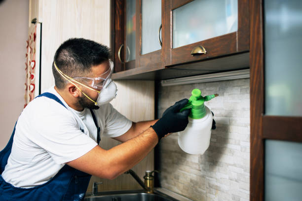 Best Ant Control Services  in Lone Grove, OK