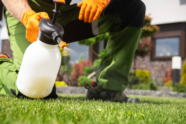 Best Ant Control Services  in Lone Grove, OK