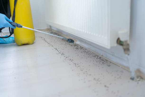 Best Wasp Removal Services  in Lone Grove, OK
