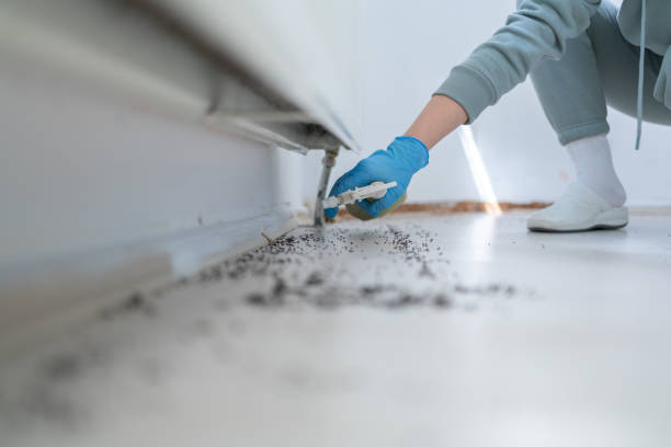 Reliable Lone Grove, OK Pest Control Solutions