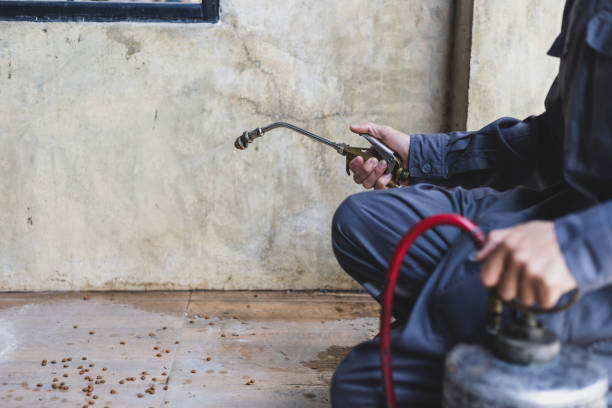 Best Local Pest Control Services  in Lone Grove, OK